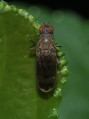 Heleomyzidae