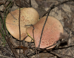Aureoboletus innixus