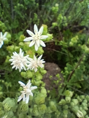 Moscharia pinnatifida