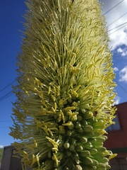Agave attenuata