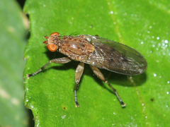 Heleomyzidae