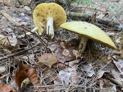 Suillus placidus