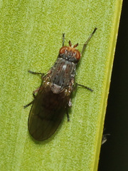Heleomyzidae