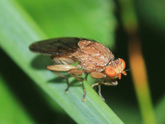 Heleomyzidae