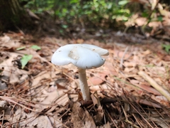 Amanita bisporigera