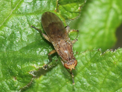 Heleomyzidae