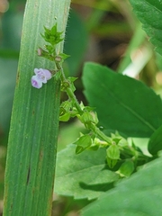 Mosla dianthera