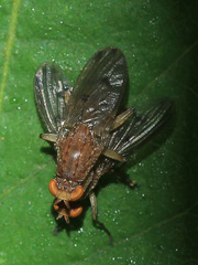 Heleomyzidae