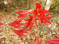 Zephyranthes bifida