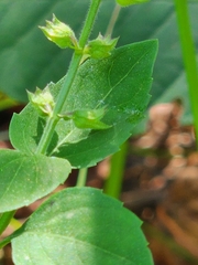 Mosla dianthera
