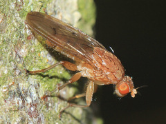 Heleomyzidae