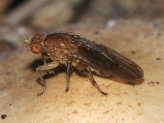Heleomyzidae