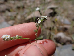 Cryptantha incana