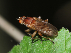 Heleomyzidae