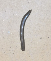 Cylindroiulus caeruleocinctus