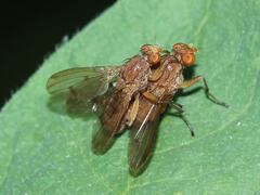 Heleomyzidae