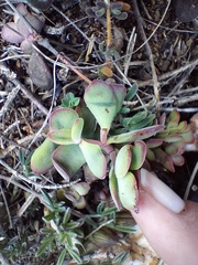 Crassula