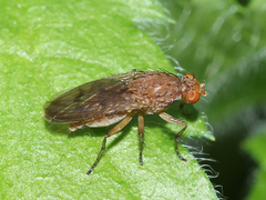 Heleomyzidae