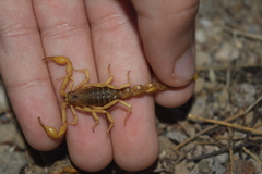 Mesobuthus phillipsi