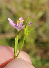 Centaurium tenuiflorum