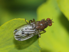 Heleomyzidae