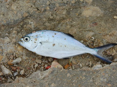 Trachinotus ovatus