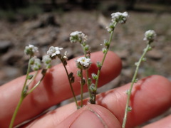 Cryptantha incana