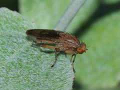Heleomyzidae
