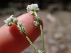 Cryptantha incana