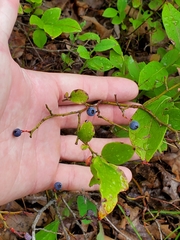 Vaccinium pallidum