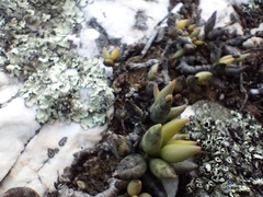 Adromischus filicaulis