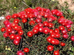 Lampranthus coccineus