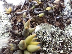 Adromischus filicaulis