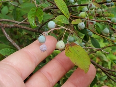 Vaccinium stamineum
