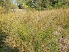 Juncus patens