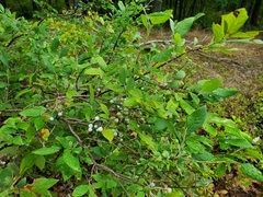 Vaccinium stamineum