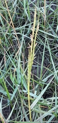 Sporobolus anglicus