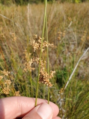 Juncus patens