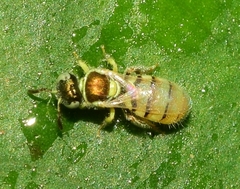 Nomioides minutissimus