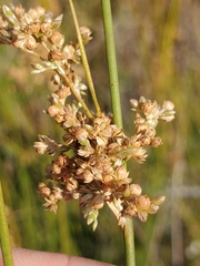 Juncus patens