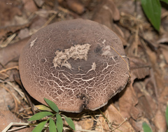 Porphyrellus sordidus