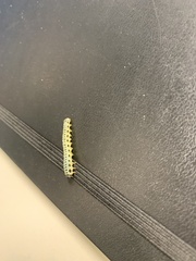 Macremphytus testaceus