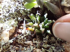 Asphodeloideae
