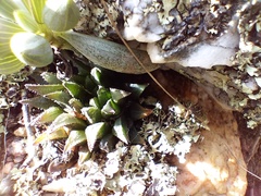 Asphodeloideae