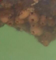 Pyura microcosmus