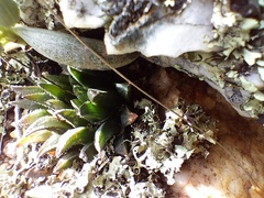 Asphodeloideae