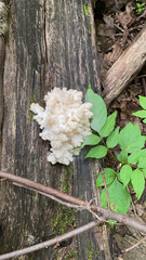 Hericium americanum