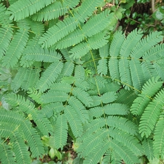 Albizia julibrissin