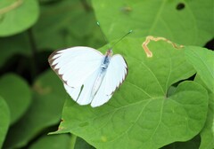 Ascia monuste monuste