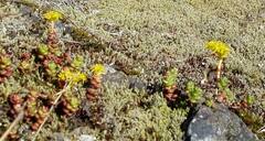 Sedum divergens